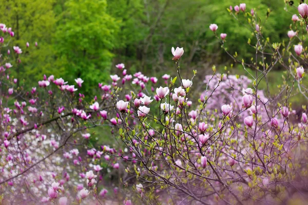 Manolya ağacı çiçeği 