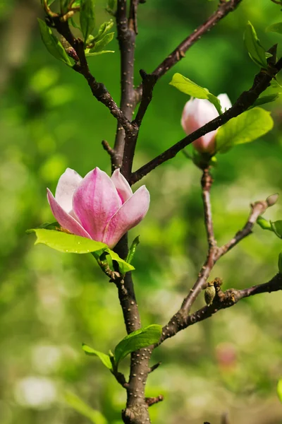 Flor de magnolia —  Fotos de Stock