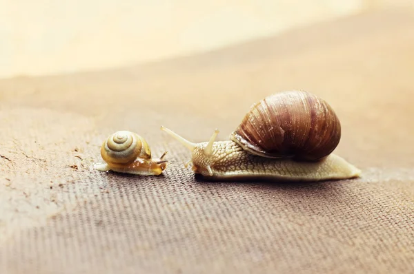 Garden snail (Helix aspersa) with its baby — Stock Photo, Image