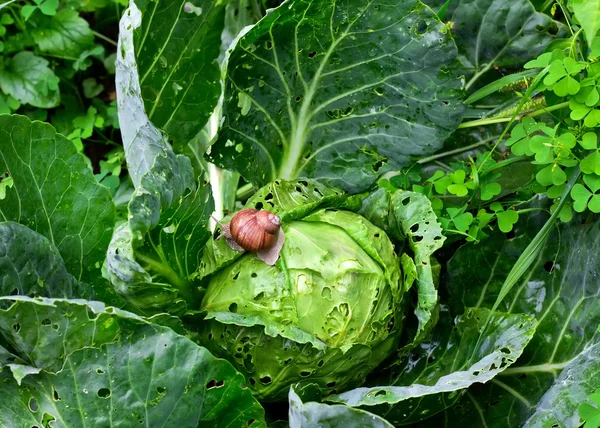 Salyangoz bahçede lahana üzerinde oturuyor.