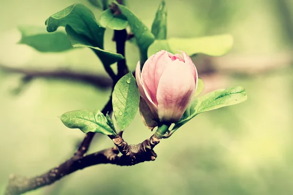 A burgeon of magnolia in springtime — Stock Photo, Image