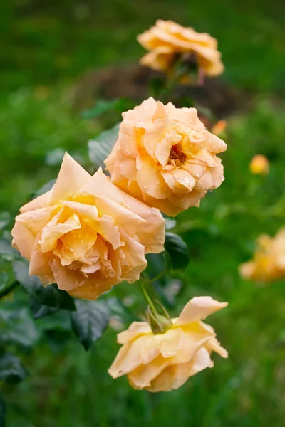 Tre gula te rosor i trädgården efter regn — Stockfoto