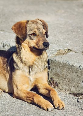 Yalnız akıllı melez köpek açık havada