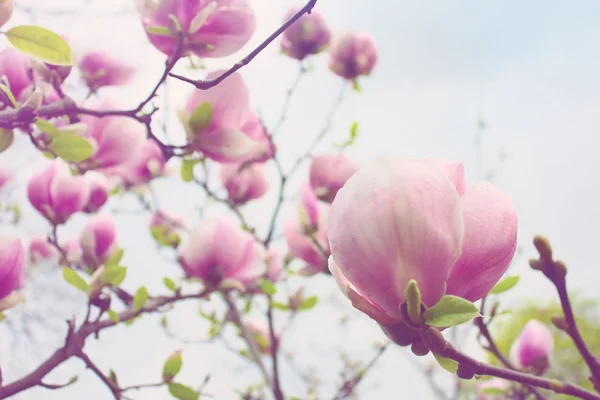 Abloom flower of magnolia tree in spring — Stock Photo, Image