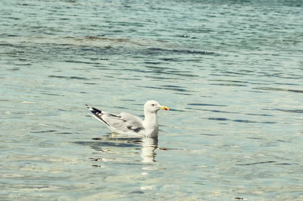 Seagull i havet — Stockfoto