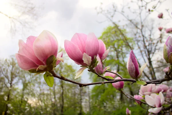 Abloom flower of magnolia tree in springtime — Stock Photo, Image