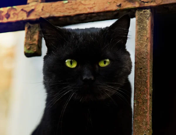 Close up portrait of black cat — Stock Photo, Image