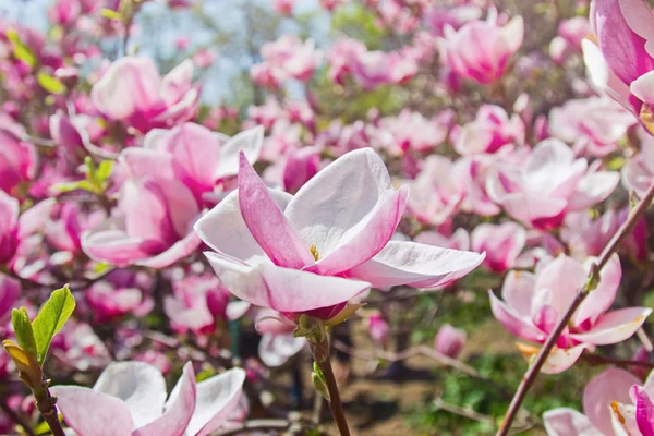 Blooming garden of magnolia trees — Stock Photo, Image