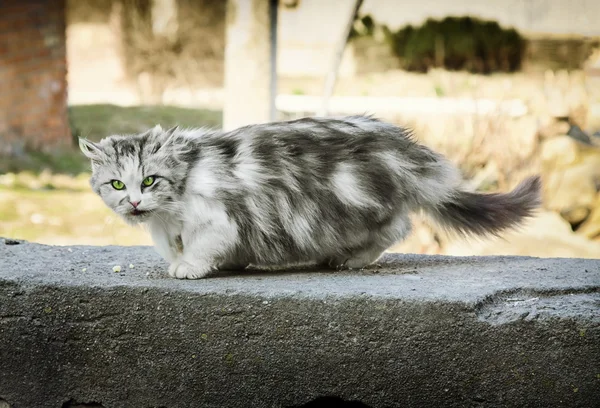Gray homeless longhair cat — Stock Photo, Image