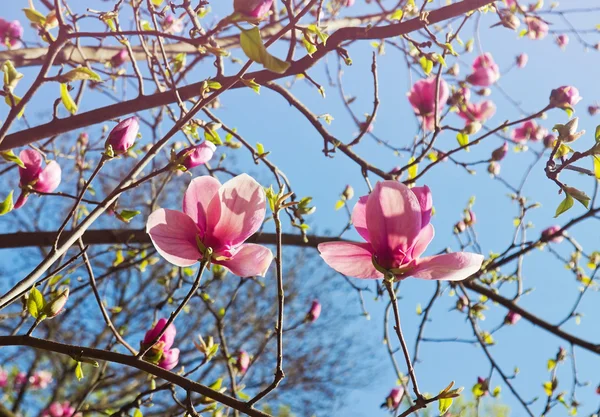 Abloom magnolia tree in springtime — Stock Photo, Image