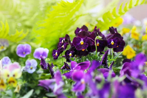 Flowerbed of viola tricolor or kiss-me-quick (heart-ease flowers — Stock Photo, Image