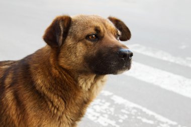 Yalnız evsiz köpek