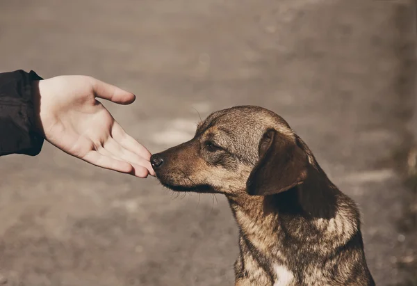 Çocuk el ve yalnız evsiz köpek