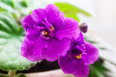 Saksı African Violet 