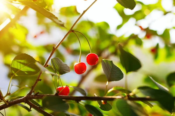 Red sweet cherries in summer garden — Stock Photo, Image