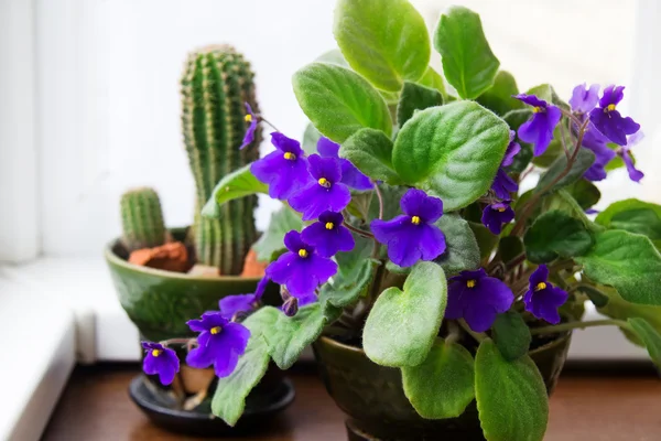 Potted African Violet and cactus — Stock Photo, Image