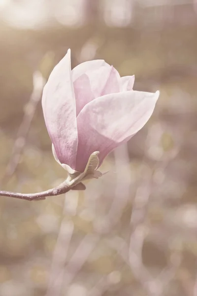 Bloem van magnoliaboom in lentetuin — Stockfoto