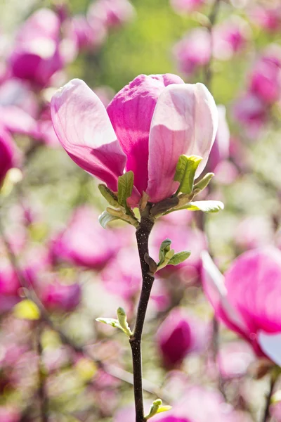 Flor de árbol de magnolia en jardín de primavera —  Fotos de Stock