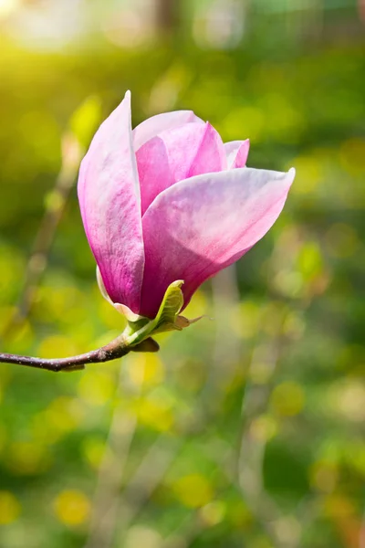 Flower of magnolia tree in spring garden Stock Photo