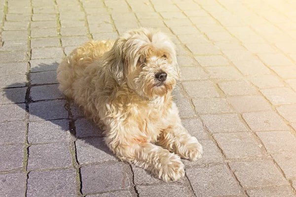 Tan boomer perro al aire libre — Foto de Stock