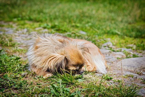 Perro pekinés en una hierba — Foto de Stock