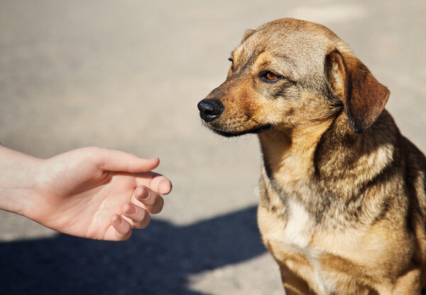 Child hand and lonely homeless dog