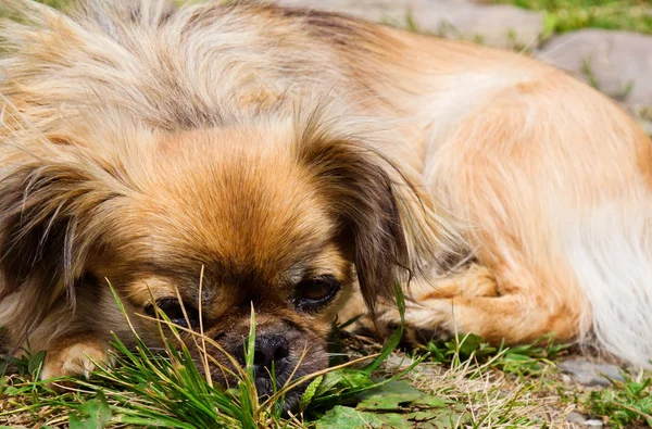 Pekingese cão está colocando em uma grama — Fotografia de Stock