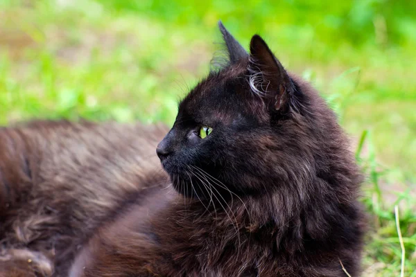 Close-up portrait of dark brown cat with green eyes