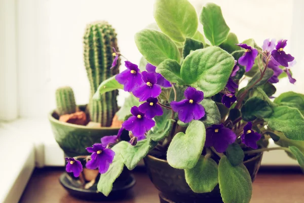 Кімнатні African Violet і кактус — стокове фото