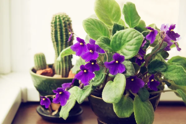saksı african violet ve kaktüs