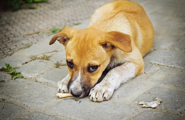 Anjing kecil tunawisma menggerogoti tulang — Stok Foto