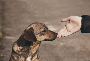 Çocuk el ve yalnız evsiz köpek