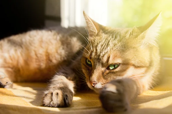 Close-up retrato de um belo gato doméstico — Fotografia de Stock