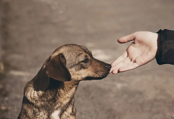 Kind hand en eenzame dakloze hond — Stockfoto