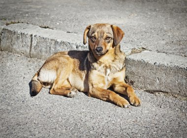 Yalnız akıllı melez köpek açık havada