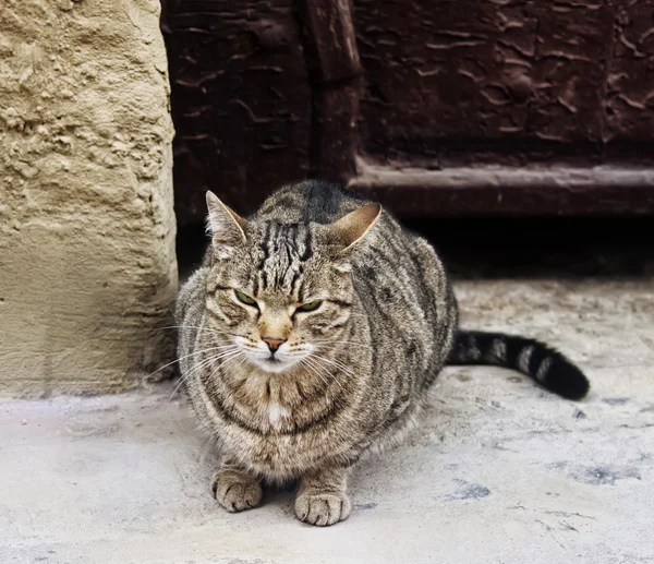 Chagrijnig dakloze grijze kat — Stockfoto