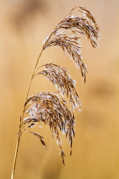 Reed on the field — Stock Photo, Image