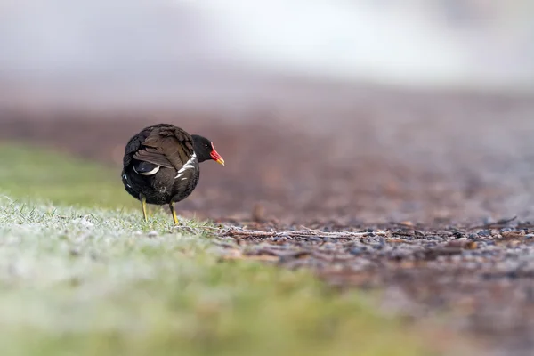 Moorhen yolda — Stok fotoğraf