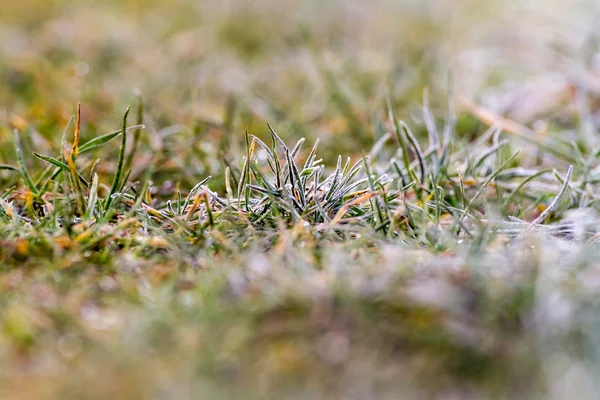 La hierba congelada — Foto de Stock