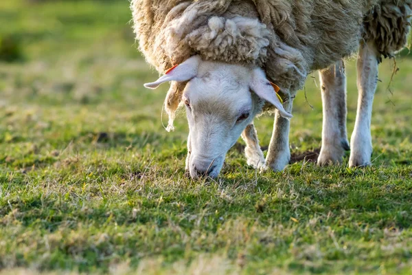 Moutons dans la prairie — Photo