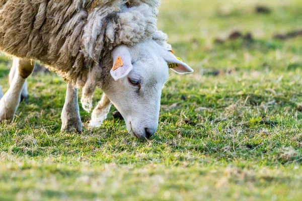 Moutons dans la prairie — Photo