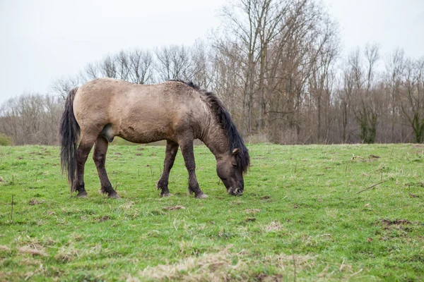Cavalo Konikhorse no campo — Fotografia de Stock