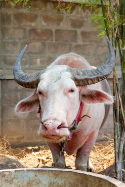 Albino buffalo