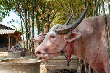 Albino buffalo