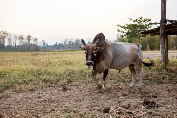 Stier uit thailand — Stockfoto