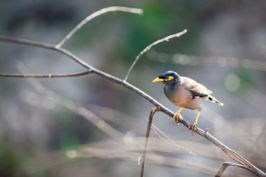 Treurmaina bir dalı