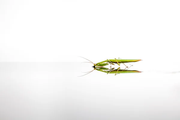 Die grüne Gottesanbeterin — Stockfoto