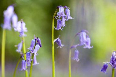 Bluebells orman