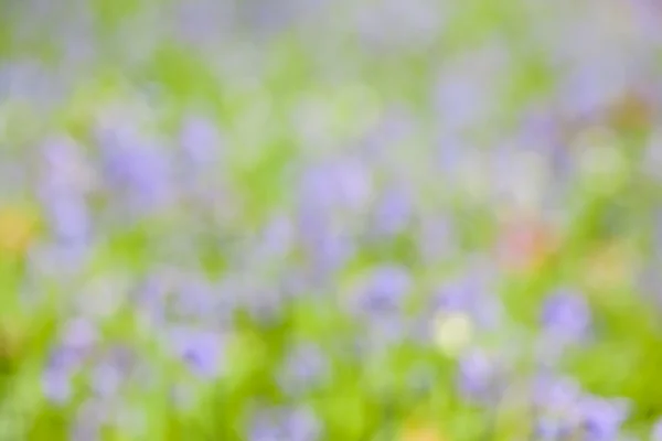Abstract bluebells in the forest — Stock Photo, Image