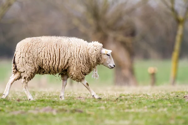 Pecore sul campo — Foto Stock